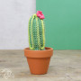 Lag selv/DIY-sett Cacti hekling