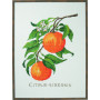 Permin Broderisett Citrus-senensis 29x39cm